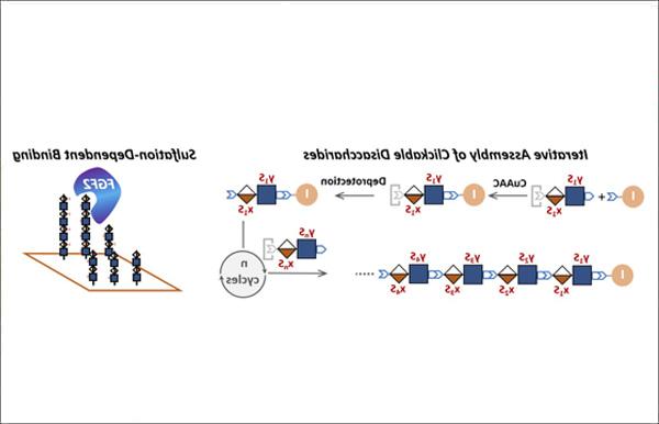 “Clickable Disaccharides” Lead to Efficient Assembly of Glycomimetics