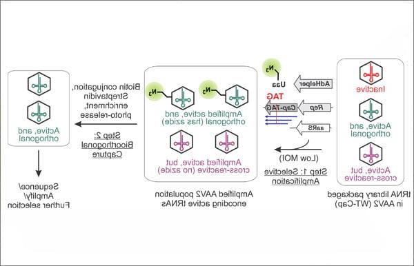 Virus-assisted directed evolution of enhanced suppressor tRNAs in mammalian cells Read the article in Nature Methods.